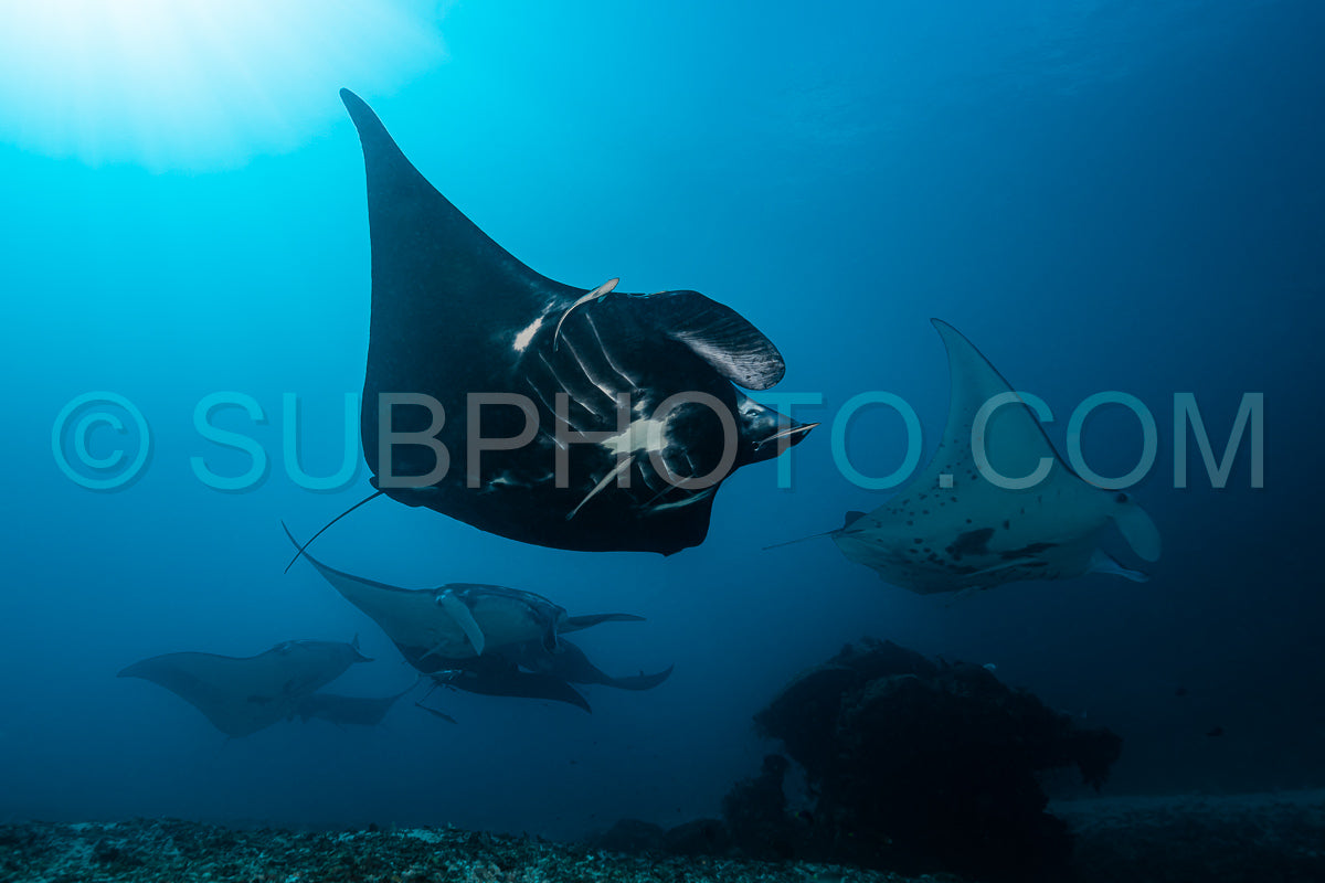 Black and white reef manta ray flying around a cleaning station in cristal blue water