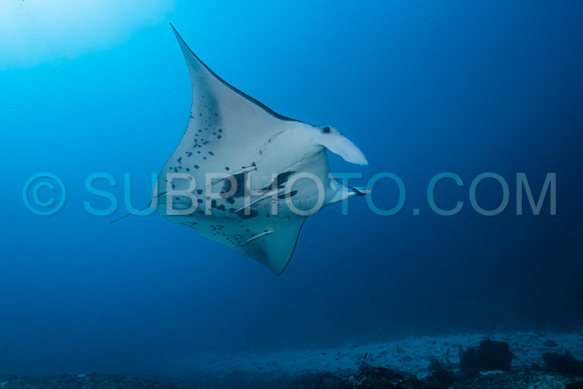 Black and white reef manta ray flying around a cleaning station in cristal blue water