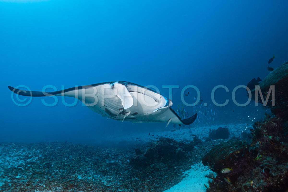 Black and white reef manta ray flying around a cleaning station in cristal blue water