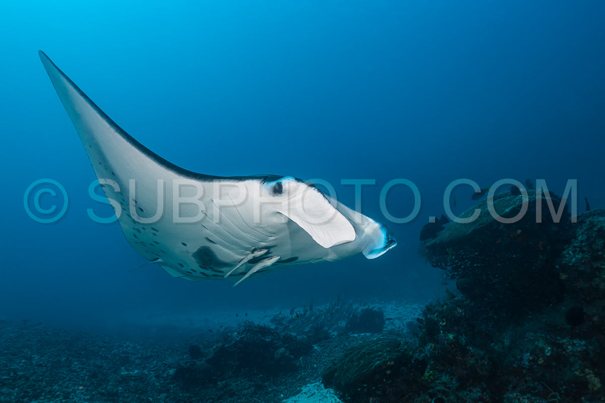 Black and white reef manta ray flying around a cleaning station in cristal blue water