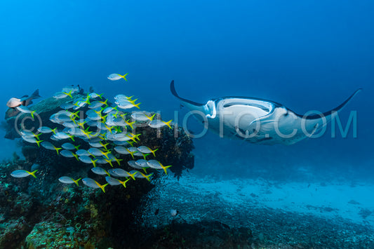 Photo de Raie manta de récif noire et blanche volant autour d'une station de nettoyage dans une eau bleu cristal