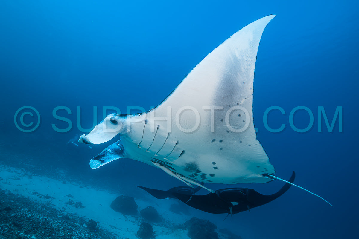 Black and white reef manta ray flying around a cleaning station in cristal blue water