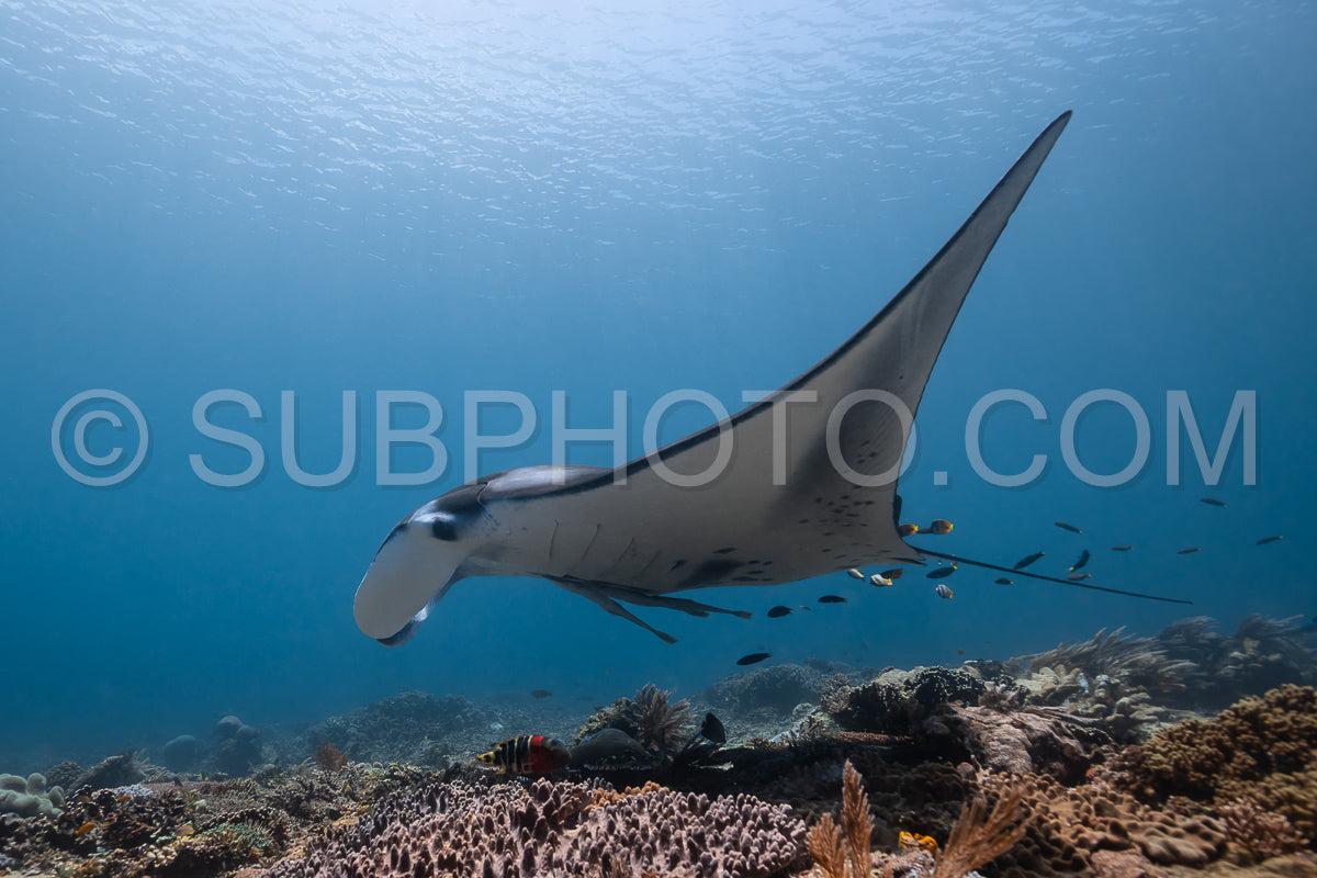 Black and white reef manta ray flying around a cleaning station in cristal blue water