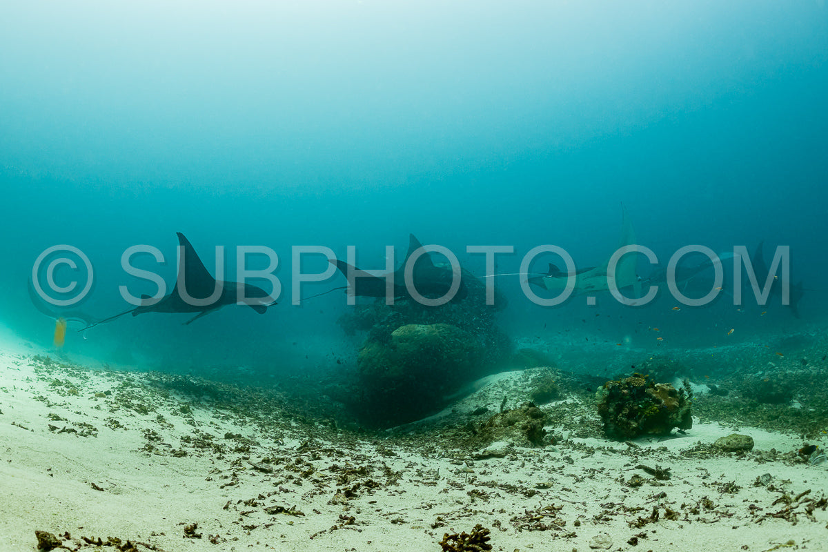 Black and white reef manta ray flying around a cleaning station in cristal blue water
