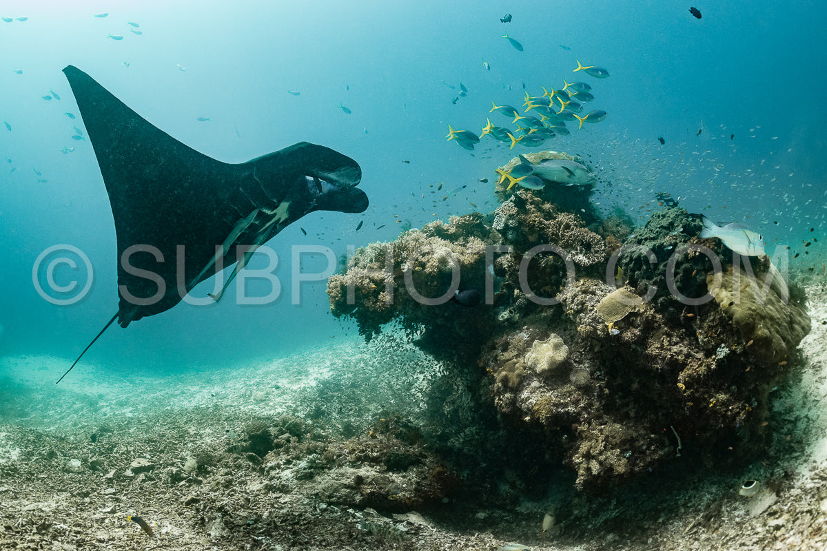 Photo de Raie manta de récif noire et blanche volant autour d'une station de nettoyage dans une eau bleu cristal