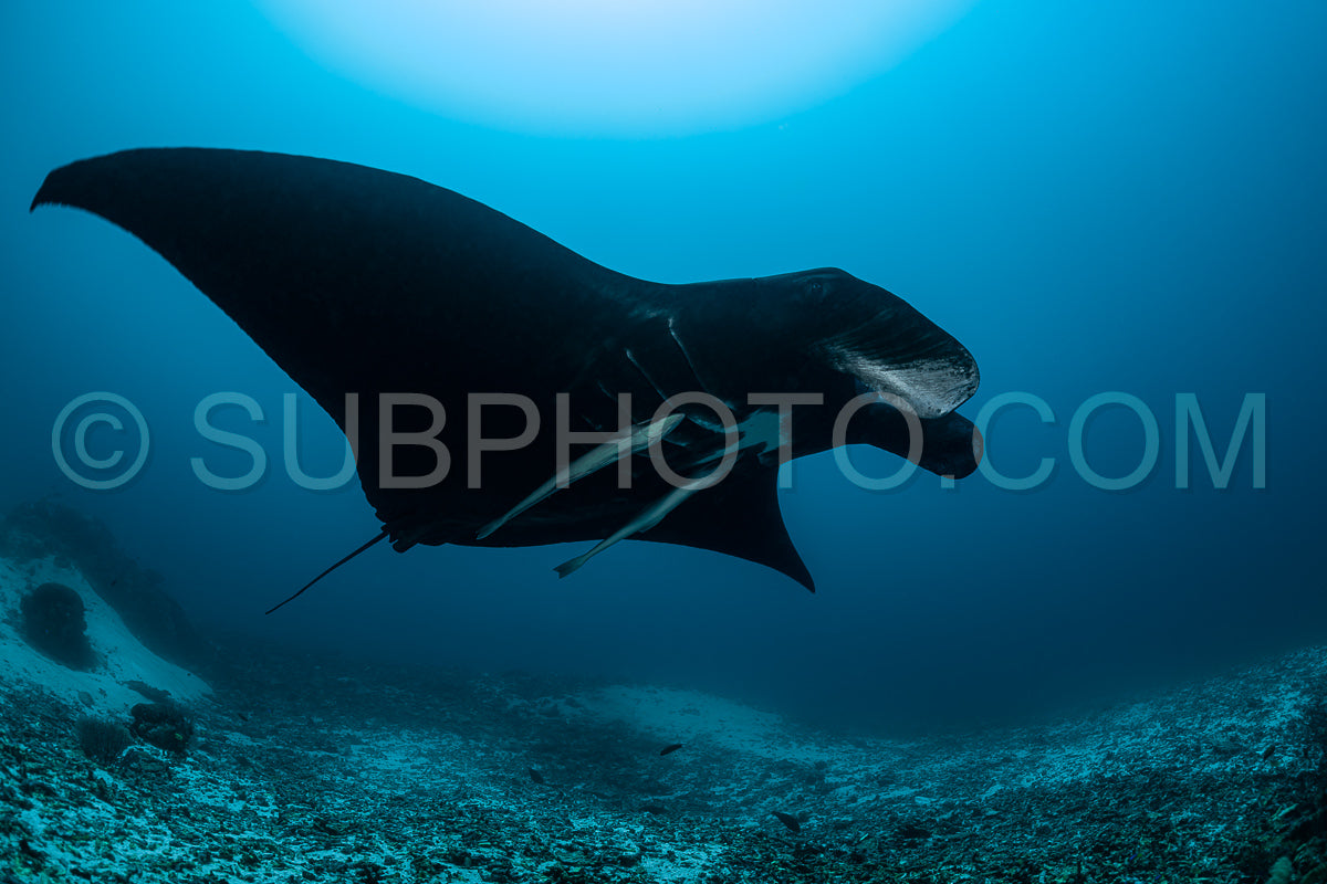 Black and white reef manta ray flying around a cleaning station in cristal blue water
