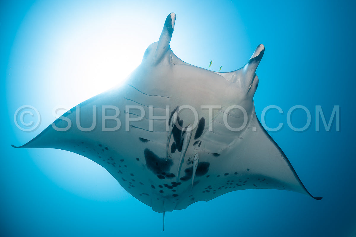 Photo de Raie manta de récif noire et blanche volant autour d'une station de nettoyage dans une eau bleu cristal