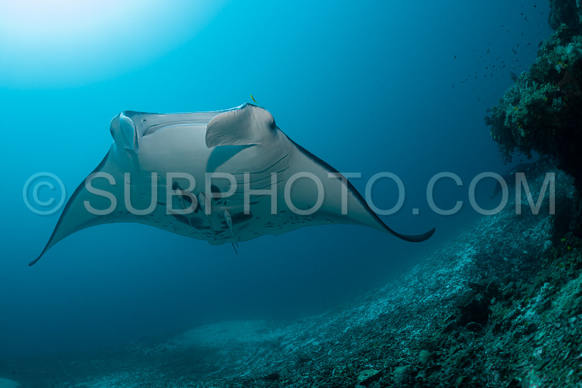 Black and white reef manta ray flying around a cleaning station in cristal blue water