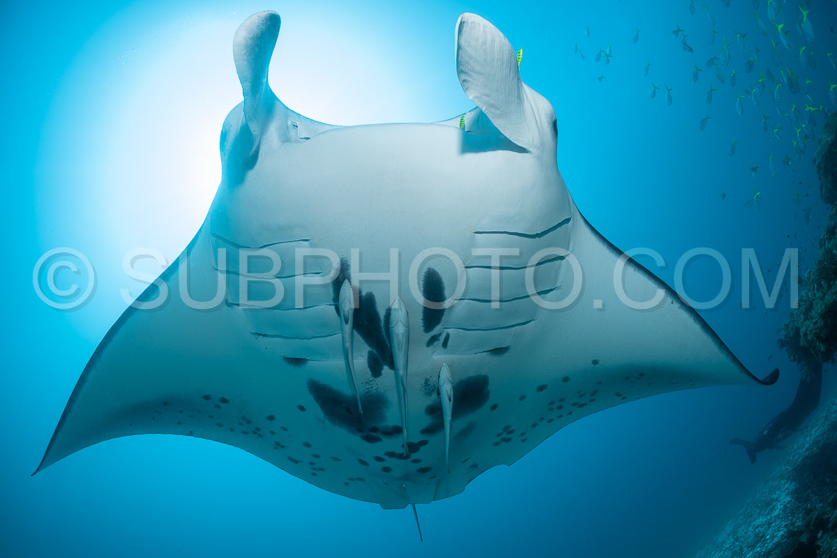 Photo de Raie manta de récif noire et blanche volant autour d'une station de nettoyage dans une eau bleu cristal