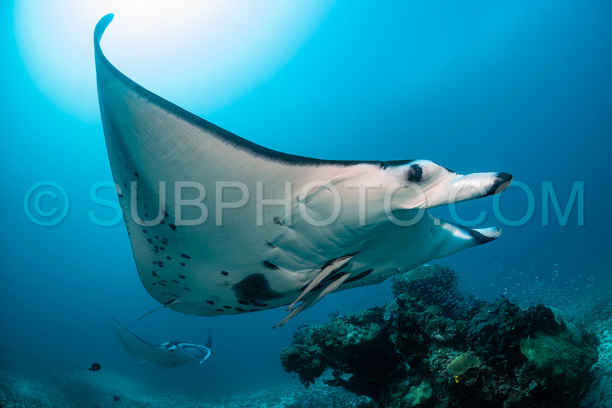 Photo de Raie manta de récif noire et blanche volant autour d'une station de nettoyage dans une eau bleu cristal