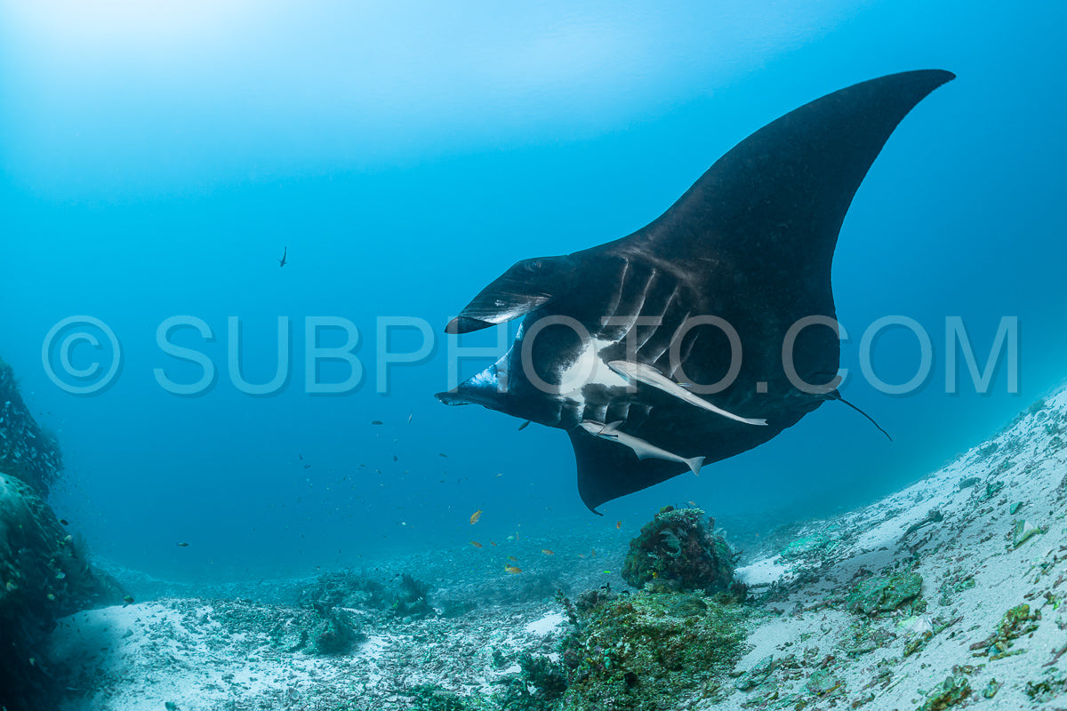 Black and white reef manta ray flying around a cleaning station in cristal blue water