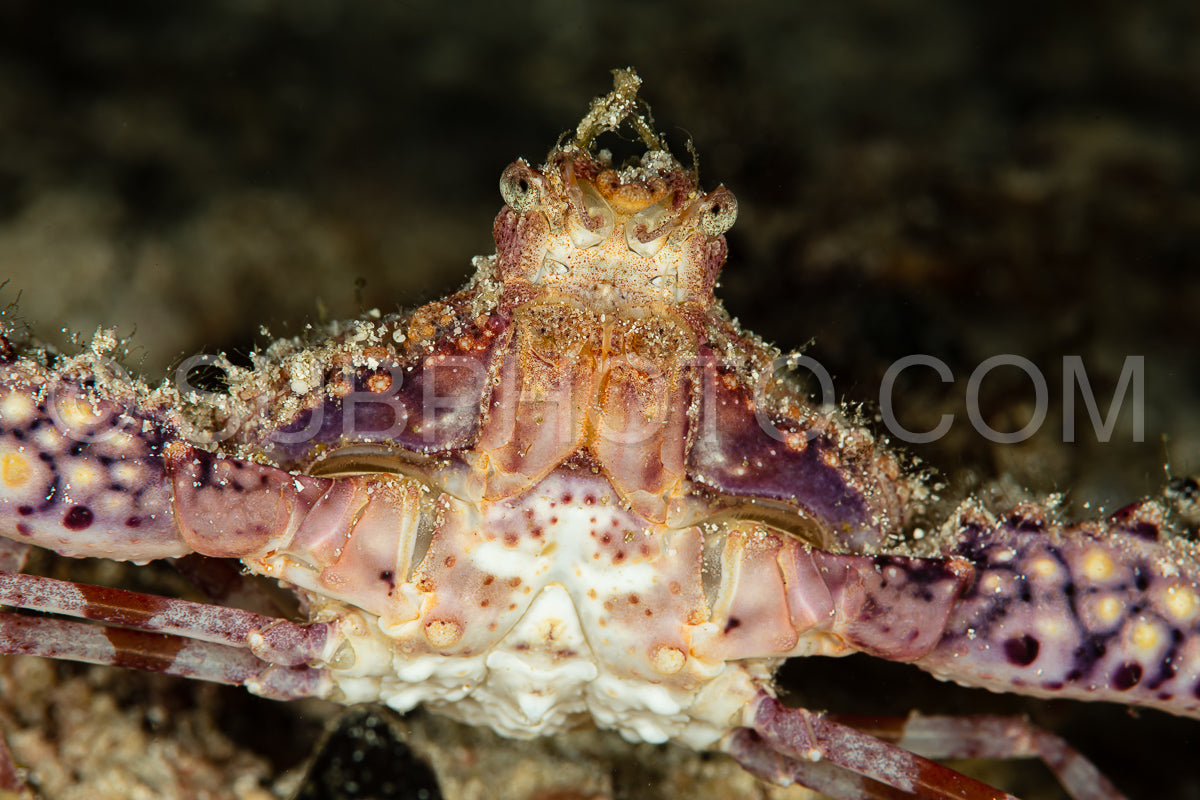 Photo de crabe couronné gros plan de la tête
