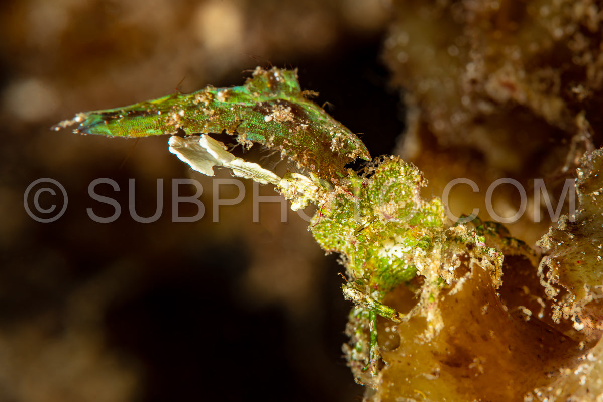 Photo de imitateur de la carapace verte crabe à tête de flèche