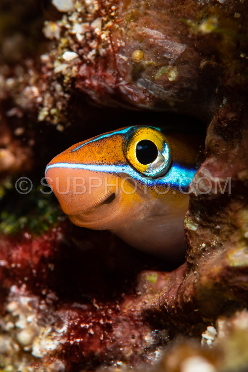 Photo de Fangblenny à bandes bleues (Plagiotremus rhinorhynchos)