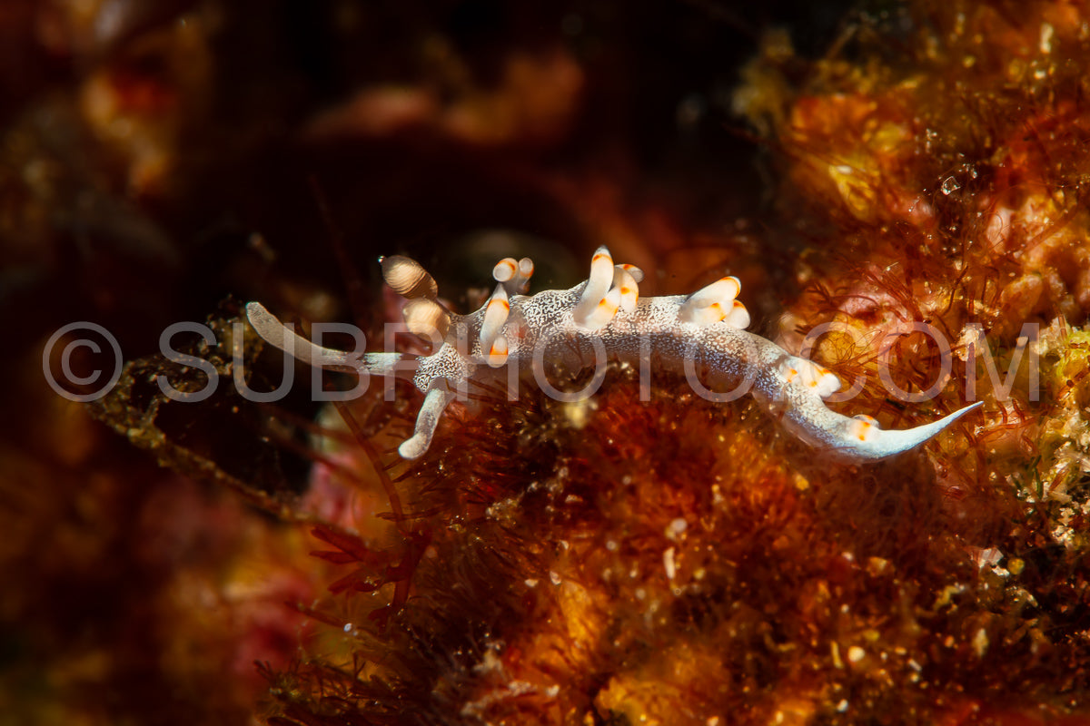 aeolid sea slug nudibranch flabellina