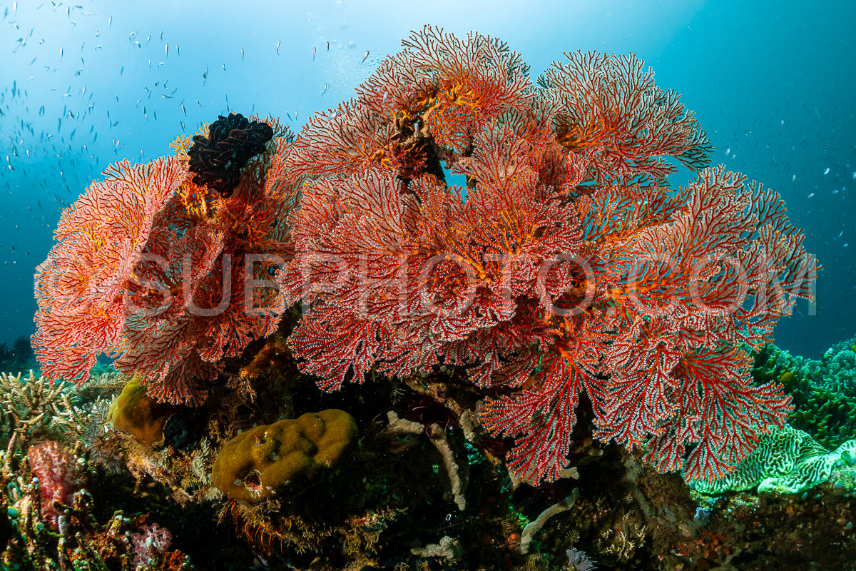 magnificient red gorgonian soft coral
