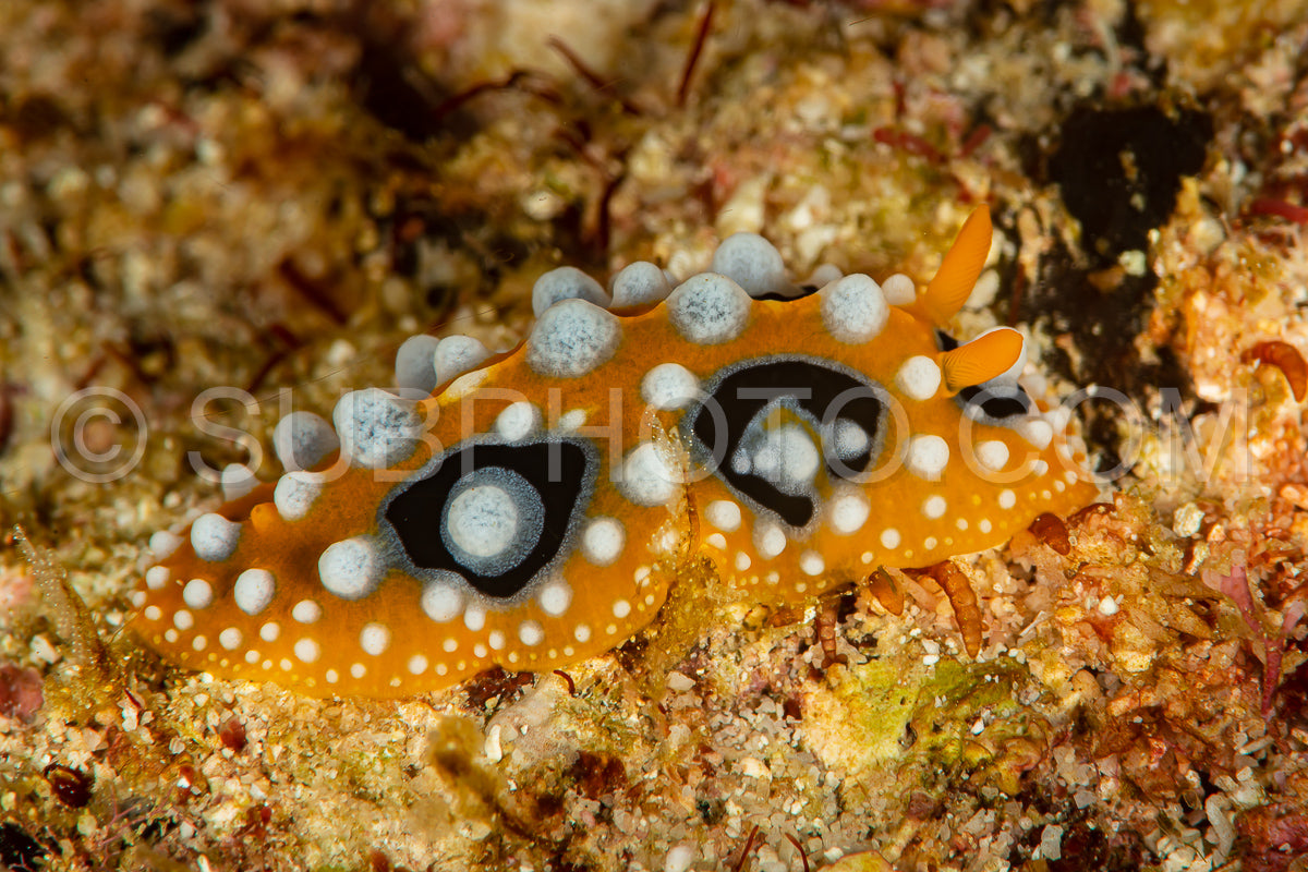 Photo de limace de mer nudibranche phyllidie ocellée