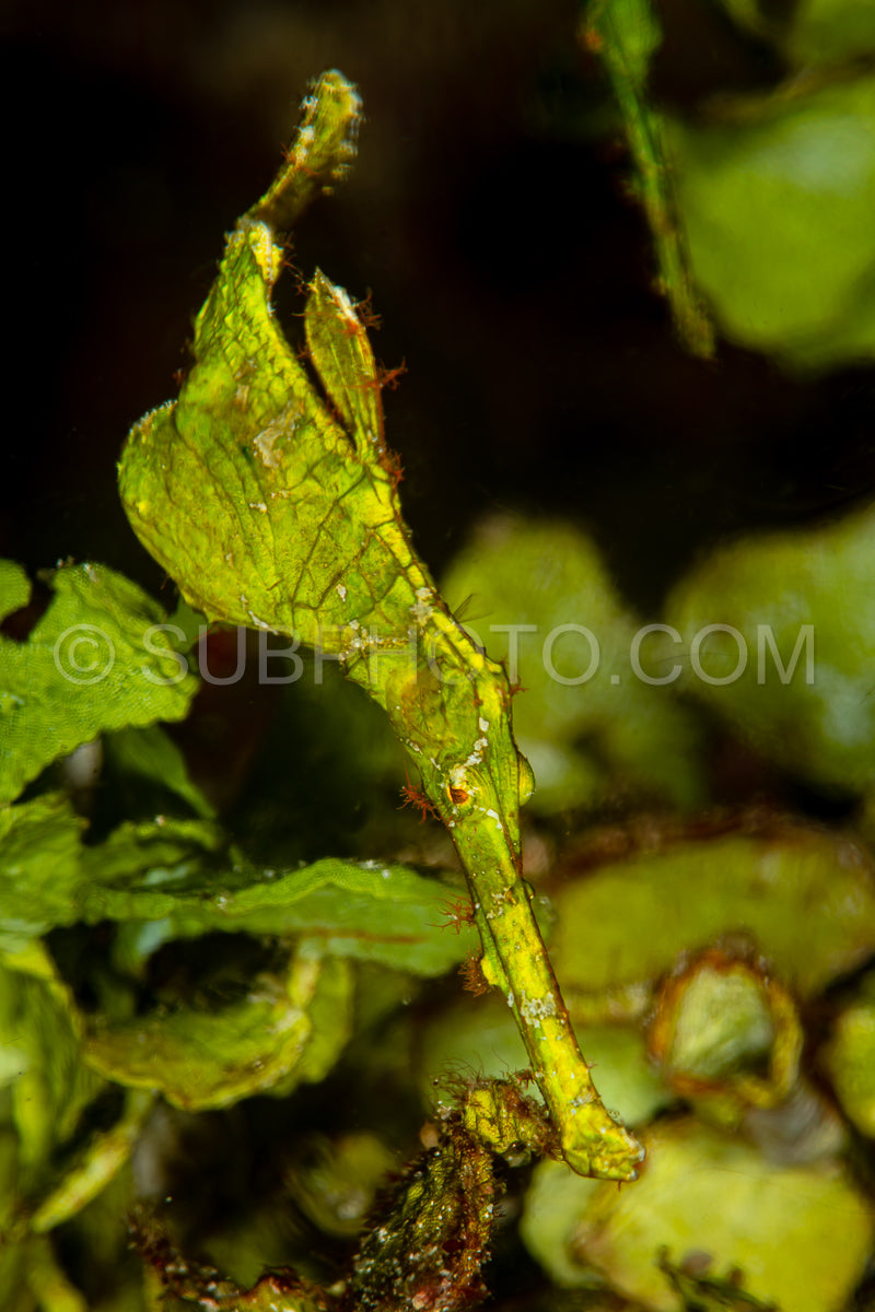 halimeda ghost pipefish fish reef