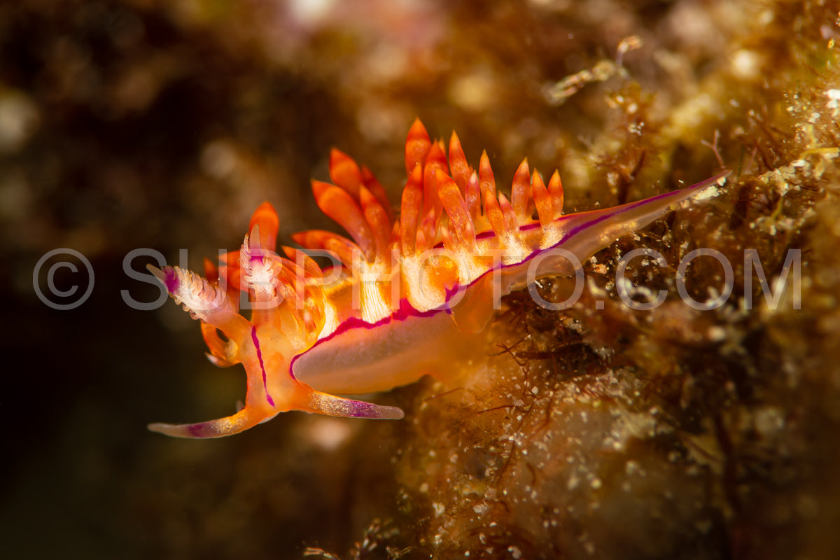 aeolid sea slug nudibranch flabellina