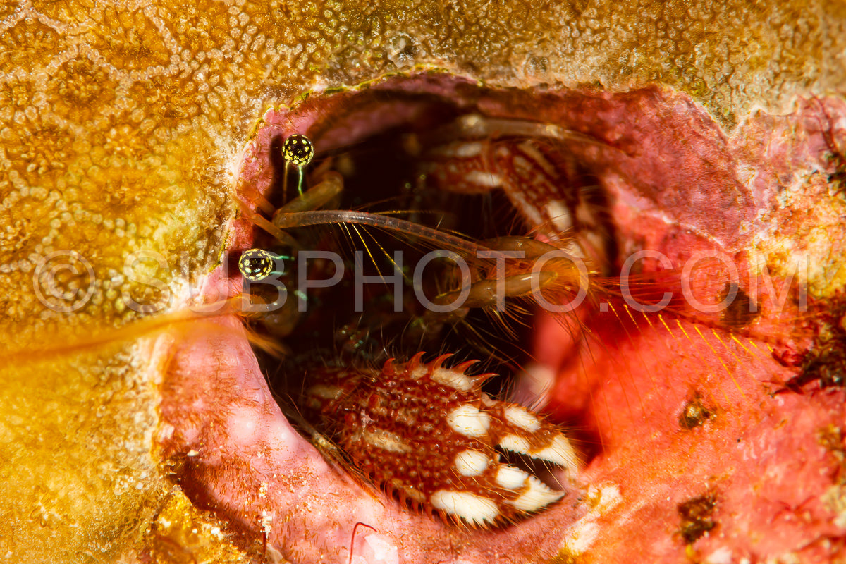 right handed morgan's coral hermit crab