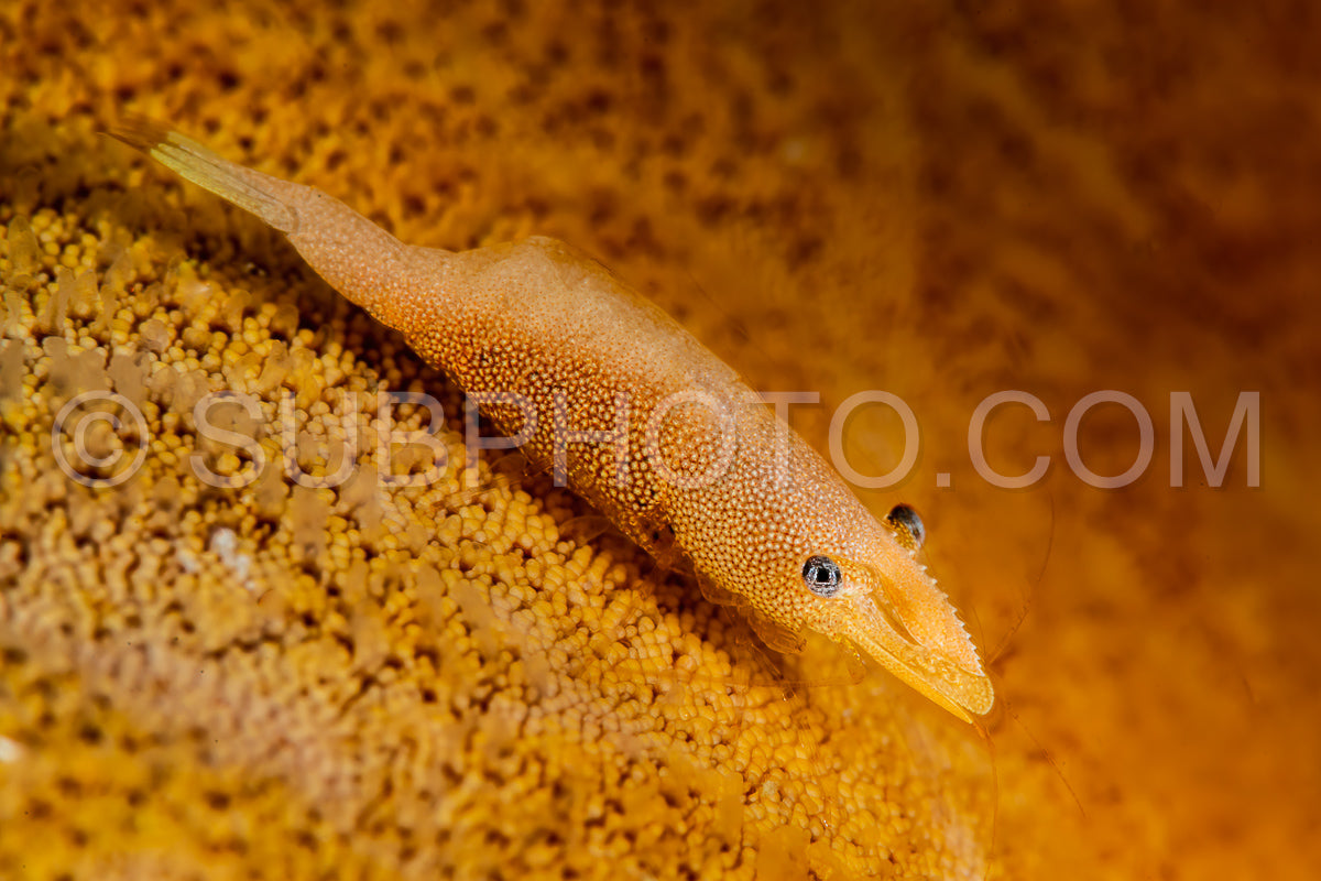 Photo de crevette commensale de l'étoile de mer jaune