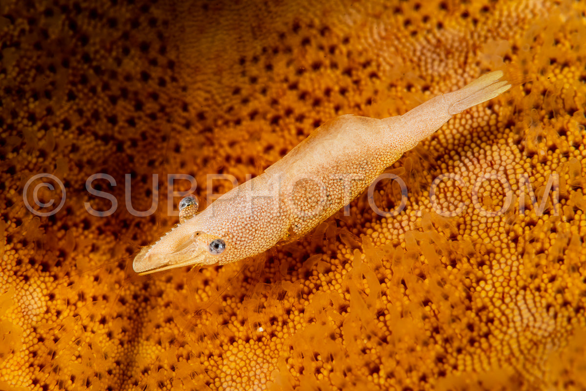 Photo de crevette commensale de l'étoile de mer jaune