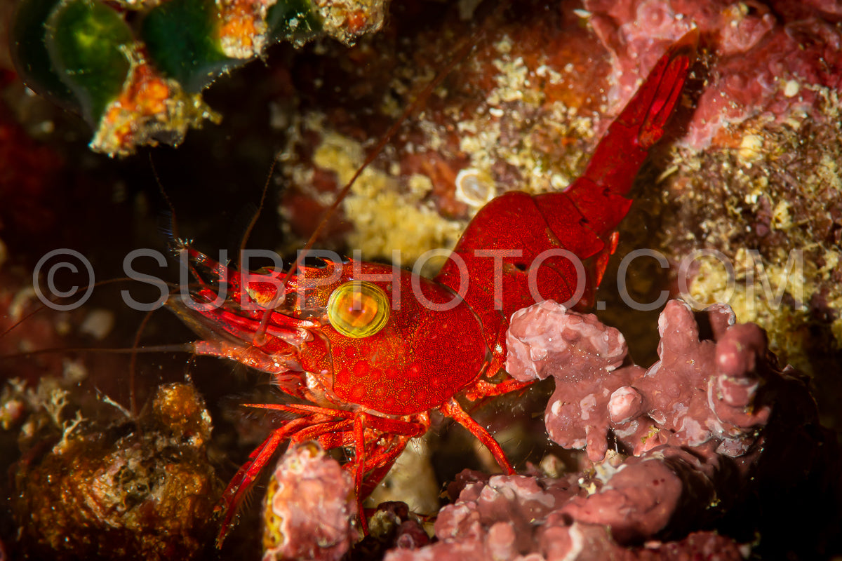 undescribed red hinge-beak shrimp arthropoda