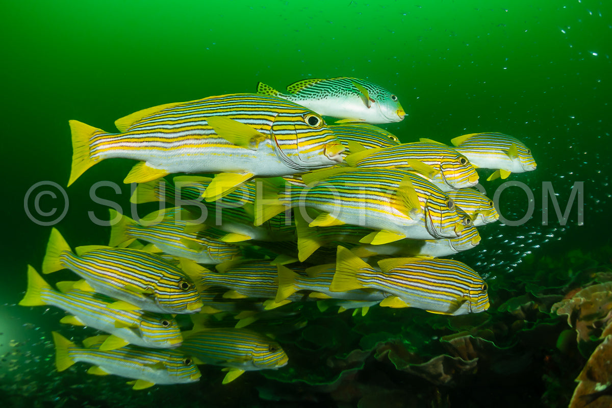 shools of ribbon sweetlips and golden sweeper fish