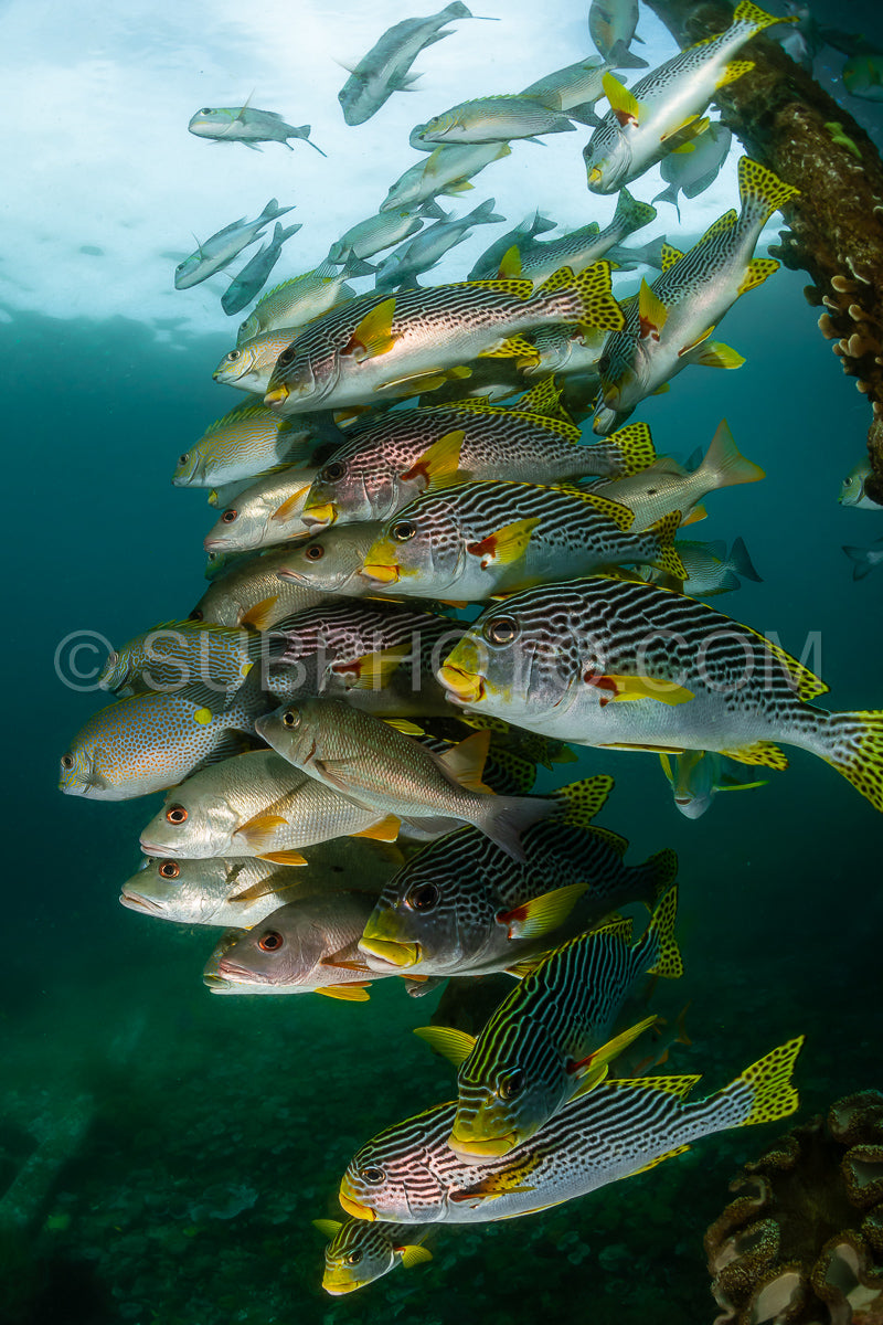 diagonal-banded sweetlips with vermiculate rabbitfish and onespot snapper