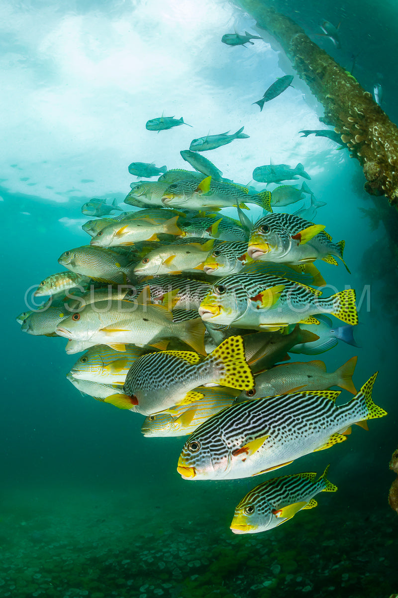 diagonal-banded sweetlips with vermiculate rabbitfish and onespot snapper