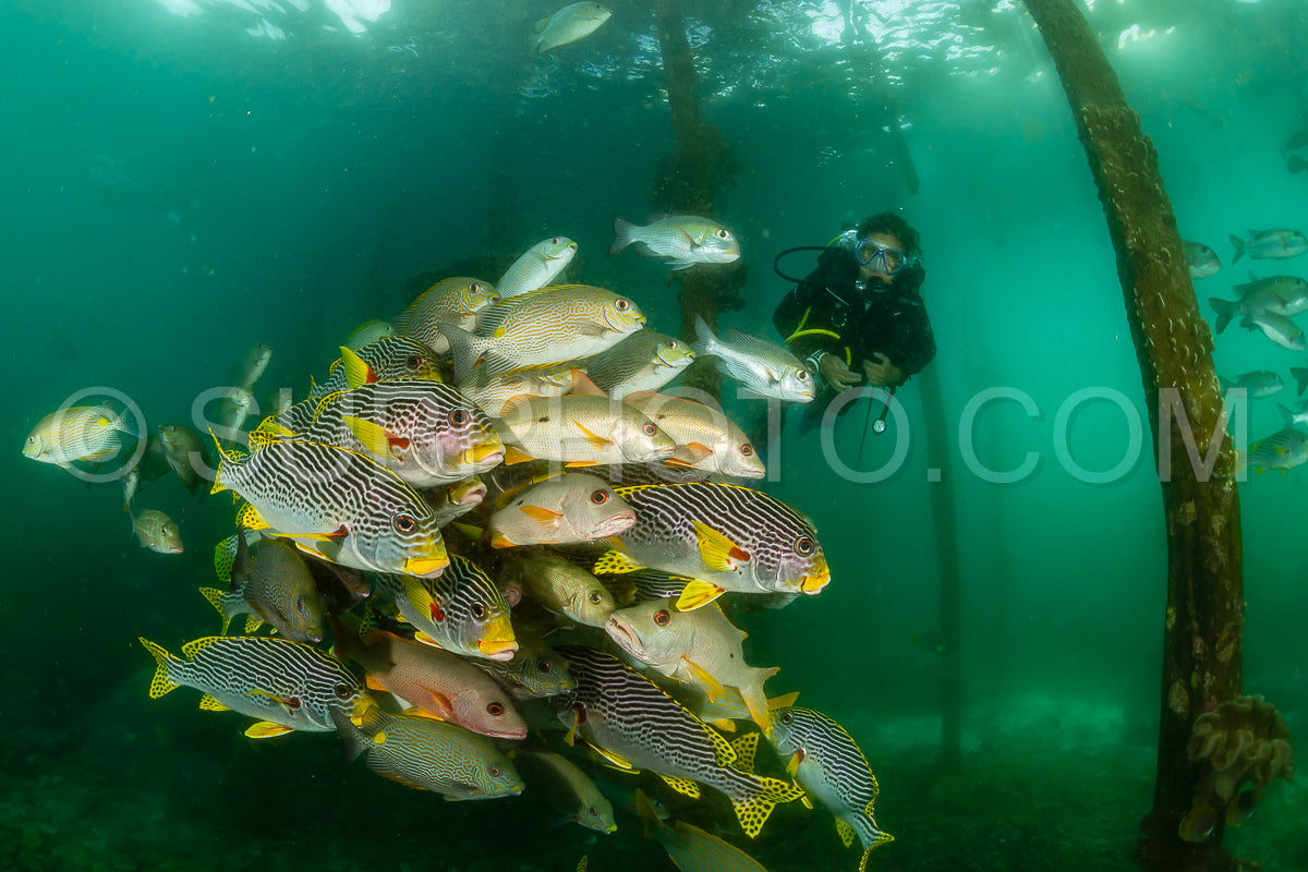 diagonal-banded sweetlips with vermiculate rabbitfish and onespot snapper with woman diver