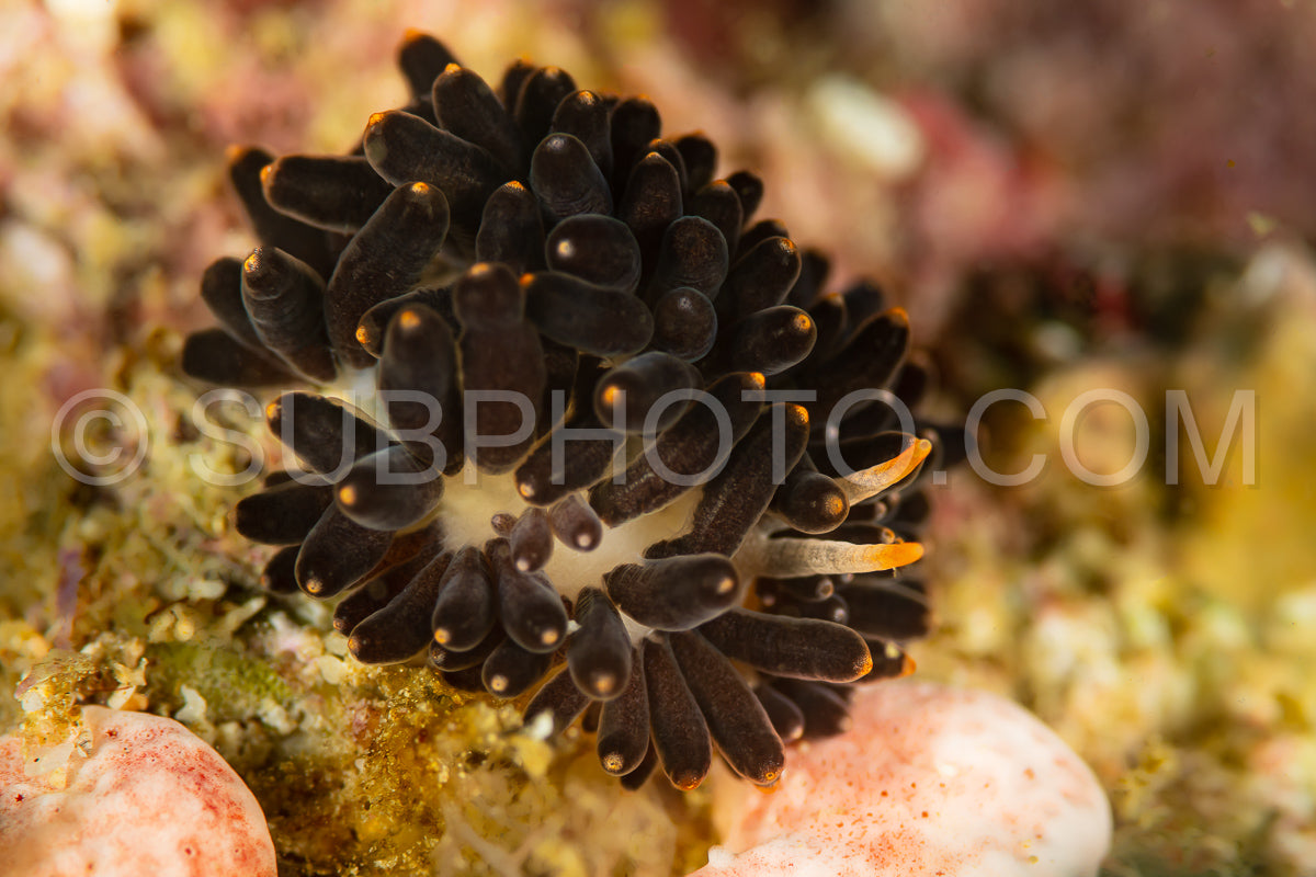 undescribed sea slug nudibranch arminid