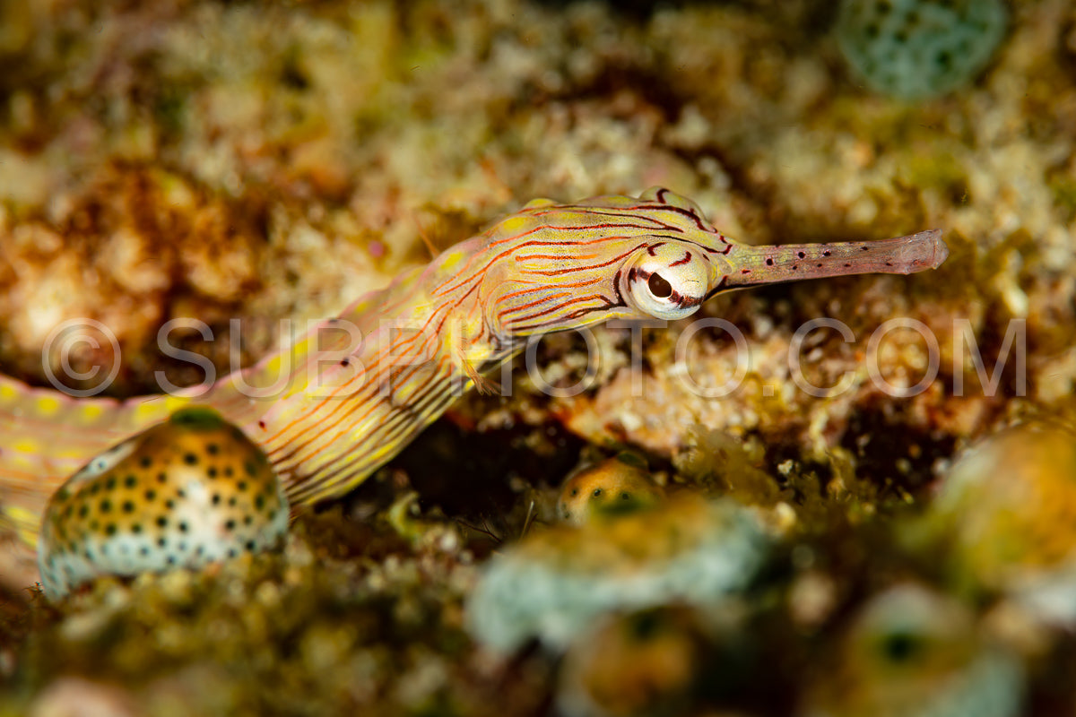 orange-spotted pipefish fish on sandy bottom