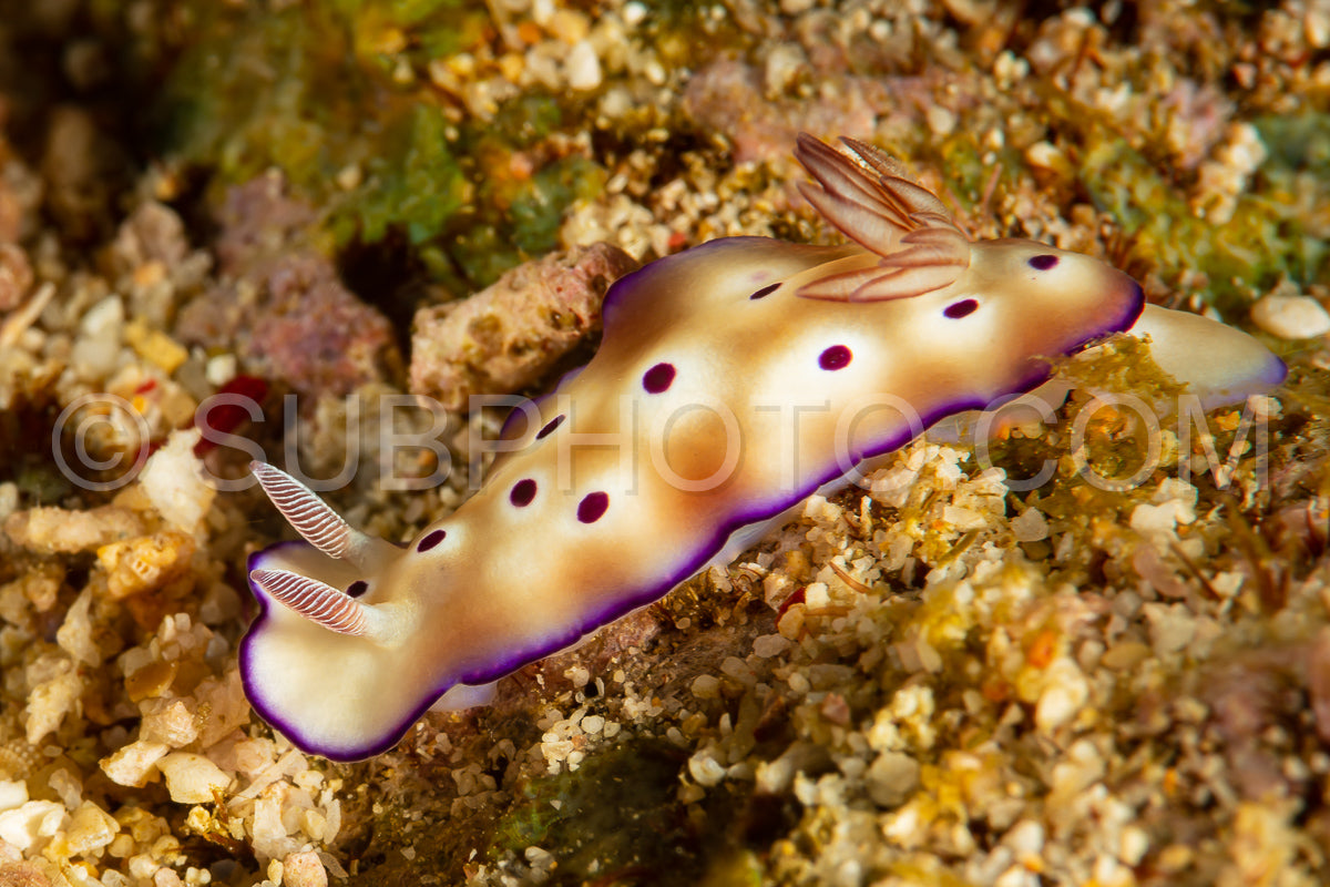Photo de nudibranche de la limace de mer goniobranchus kuniei chromodoris