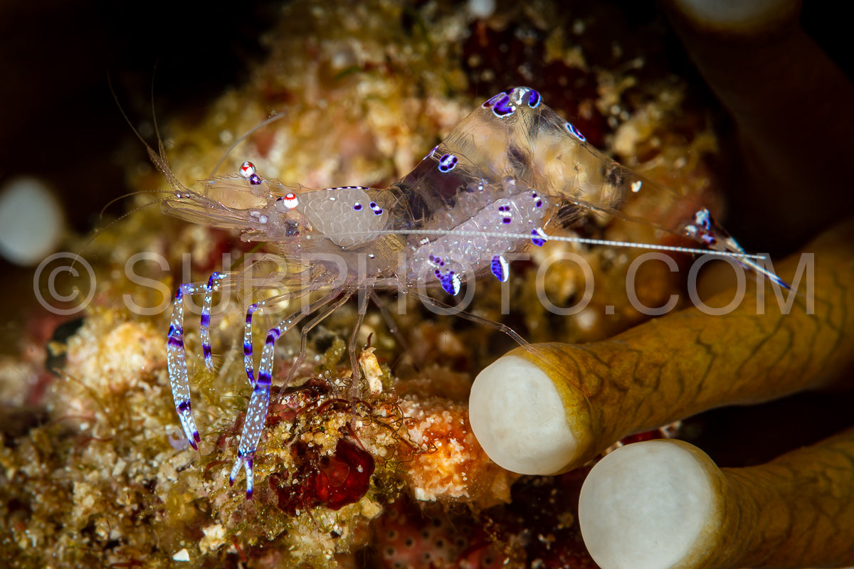 Photo de crevette anémone sarasvati