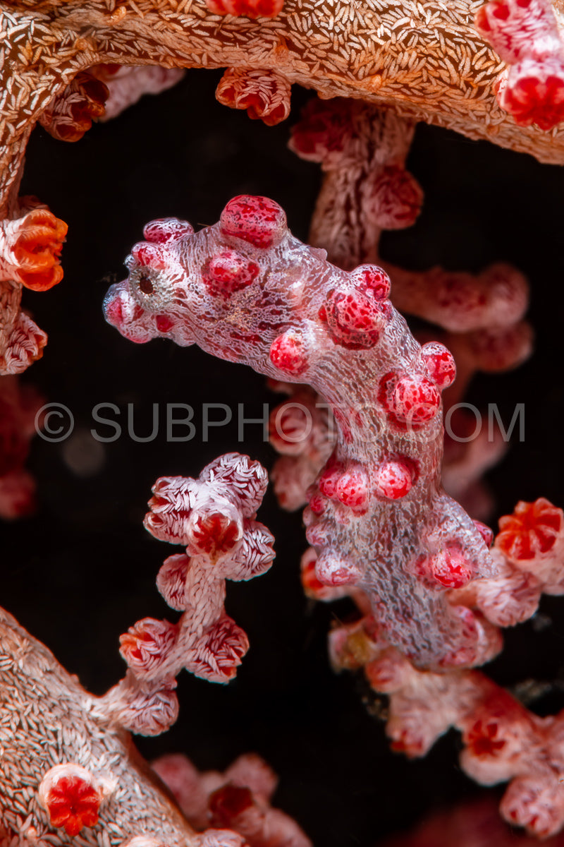 red pygmy seahorse- barbiganti