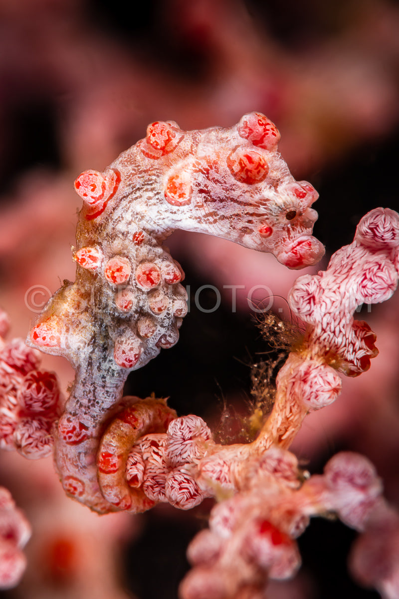 red pygmy seahorse- barbiganti