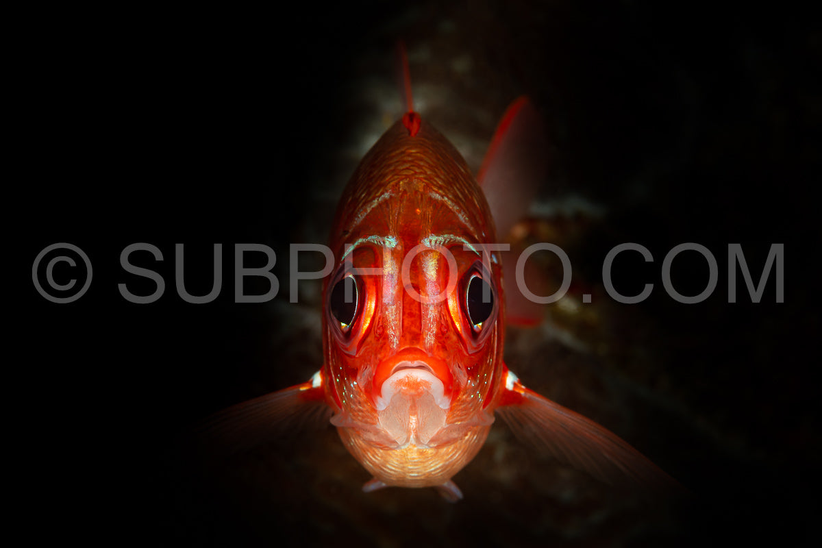 red head robust soldierfish fish