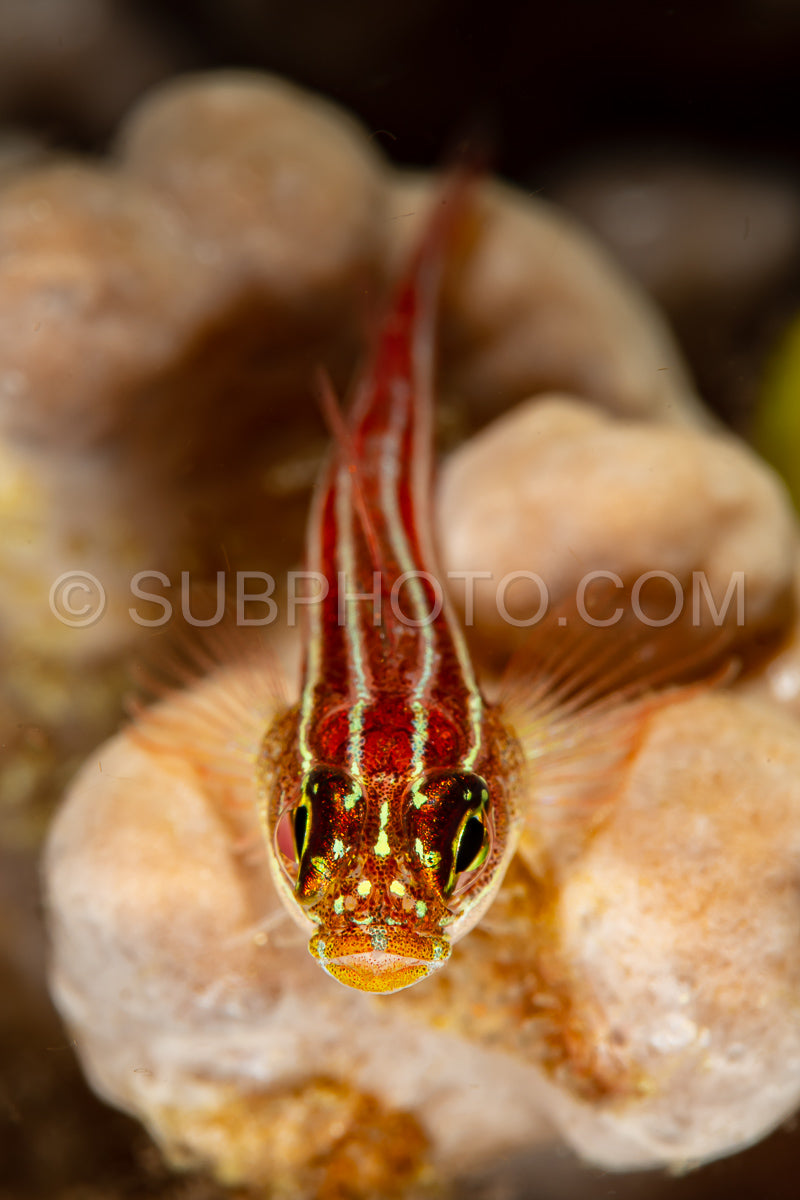 striped triplefin fish on coral