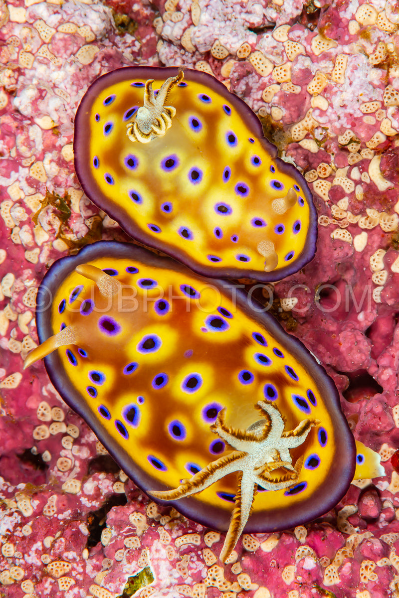 kunie's chromodoris sea slug nudibranch