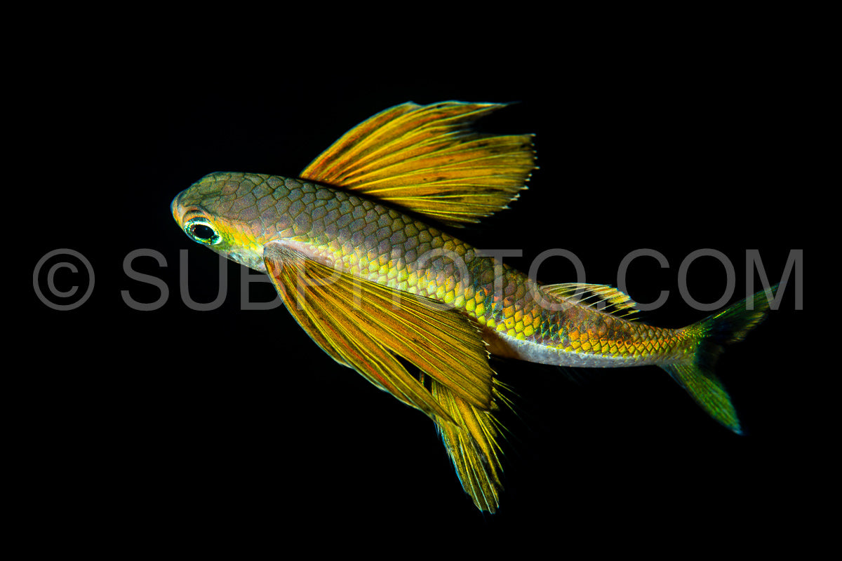 Photo de Exocet juvénile