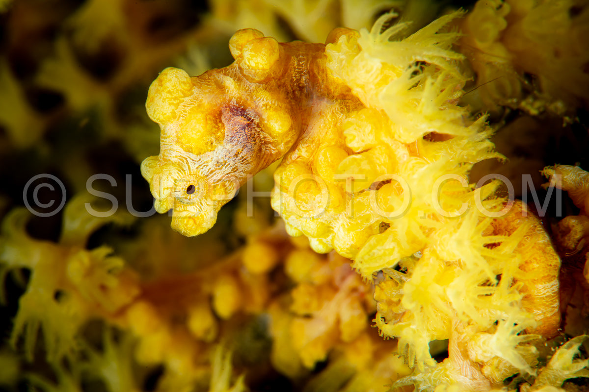 yellow pygmy seahorse- barbiganti