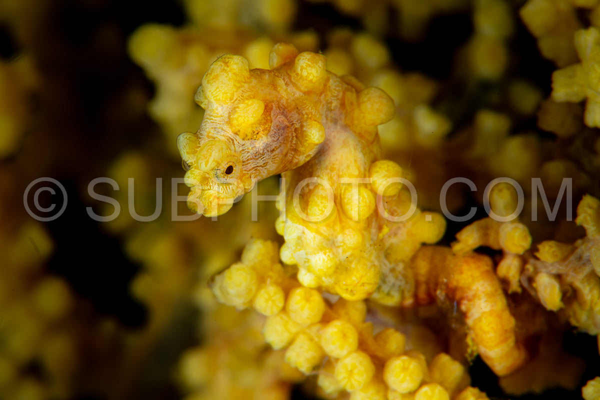 yellow pygmy seahorse- barbiganti