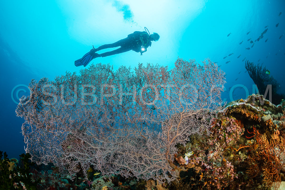 woman diver over a huge gorgonian