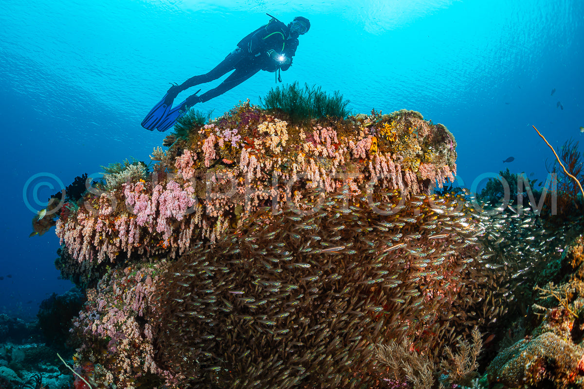 woman diver over a school of largespined glassfish fish