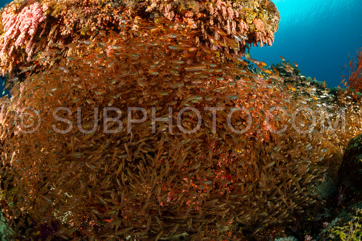 Photo de banc de poissons-verres à grandes épines poisson