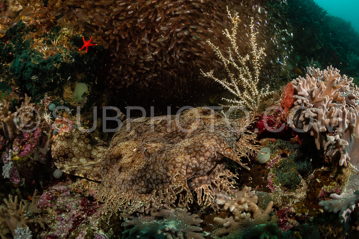 tasseled wobbegong shark