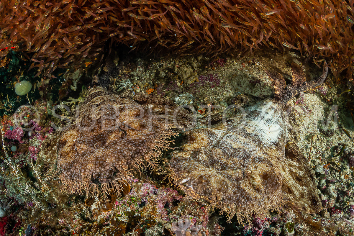 two tasseled wobbegong shark