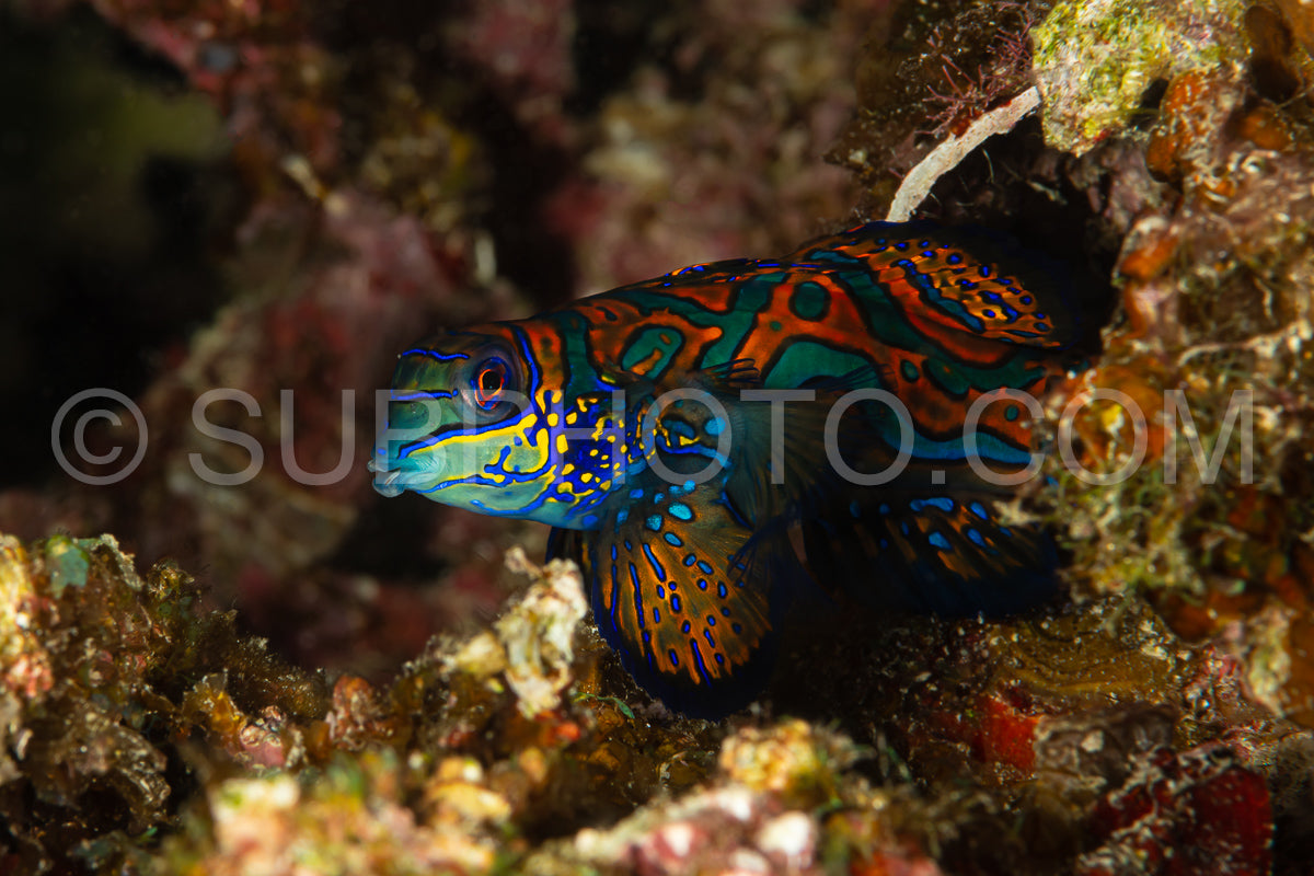 mandarinfish coming out of hidnig at dusk to spawn