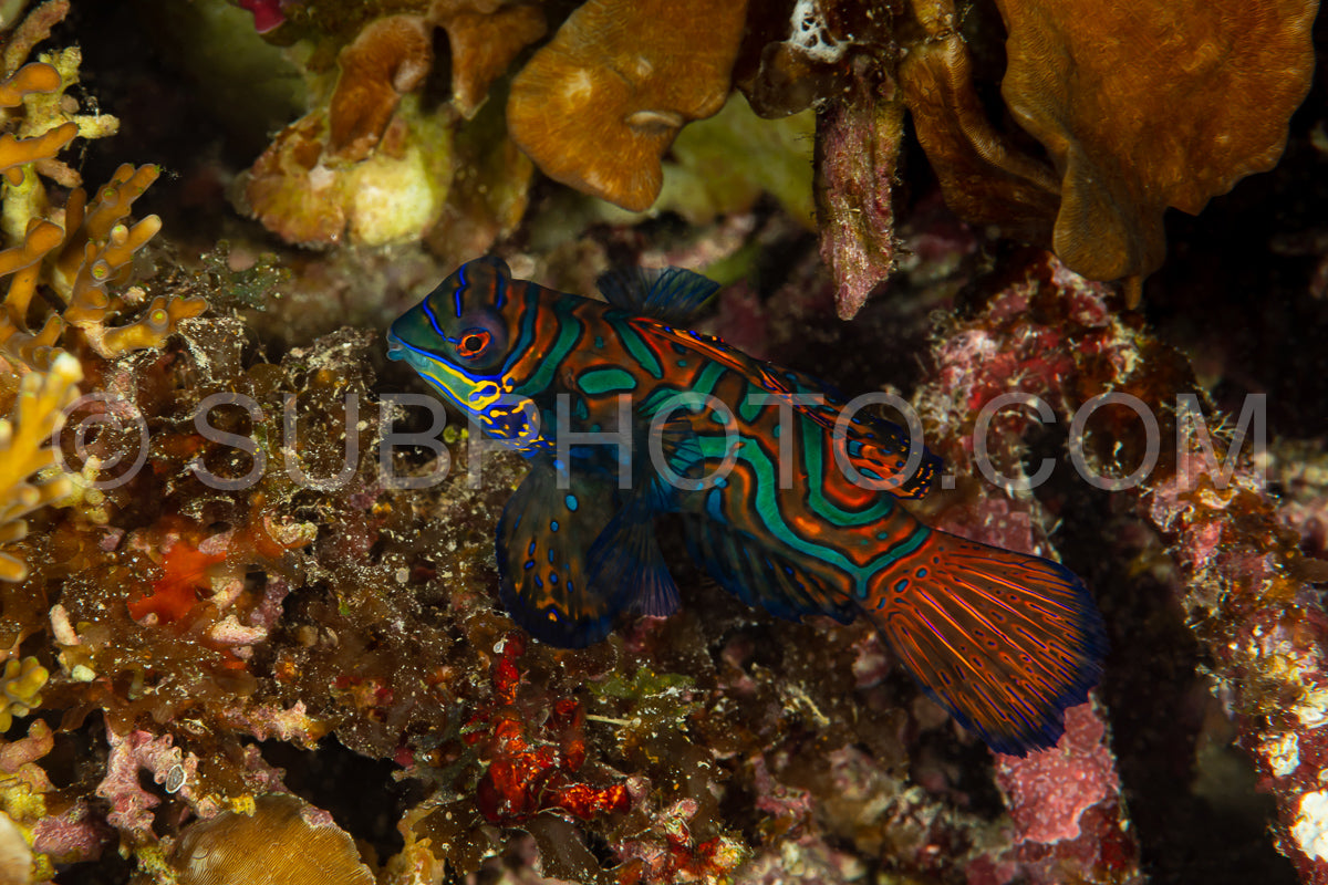 Photo de poisson mandarin sortant de sa cachette au crépuscule pour frayer